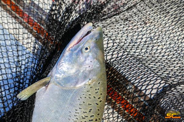 Great Salmon Fishing with SC2 Outdoors in Late August